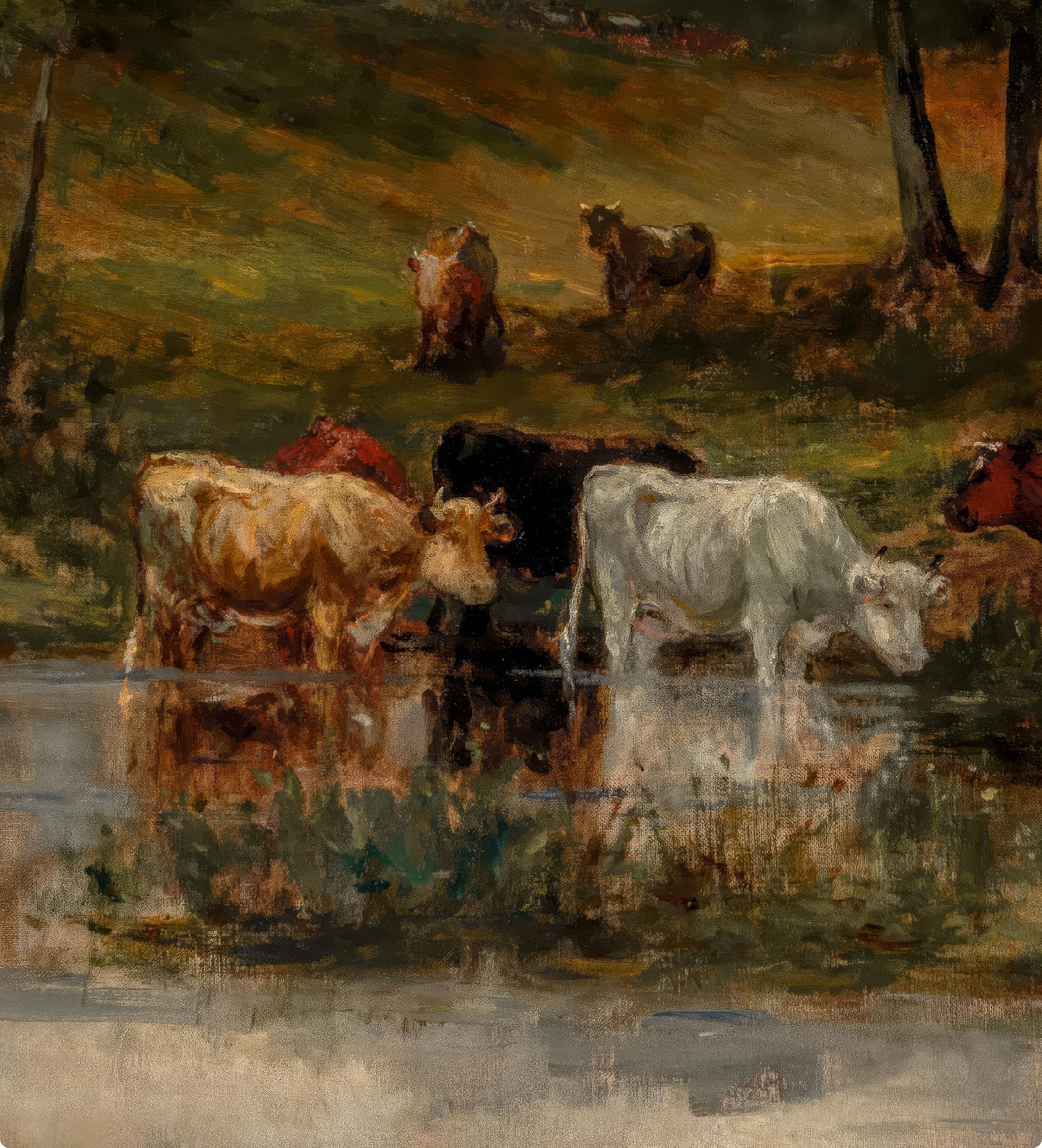 Cows in the River