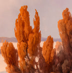 Winter Landscape With Trees