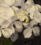 White Hydrangea