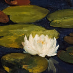 Water Lillies