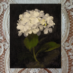 White Hydrangea