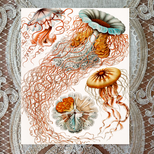 Jellyfish