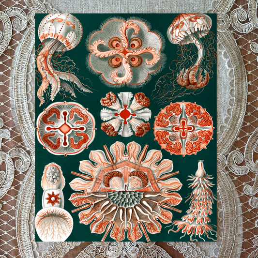 Jellyfish 2