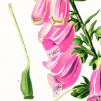 Foxglove Plant